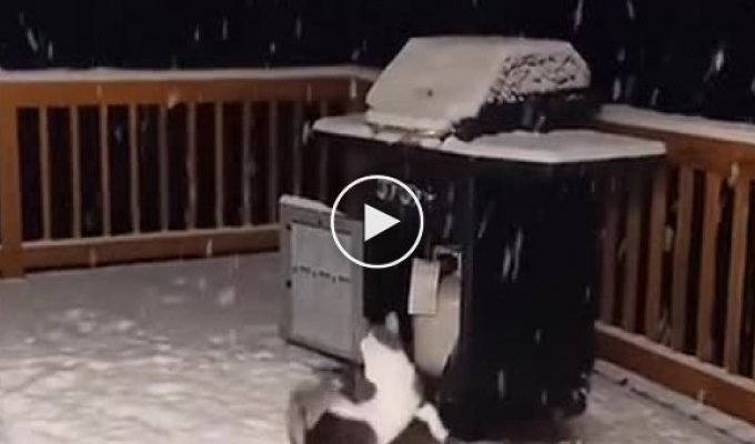 Коты и первый снег