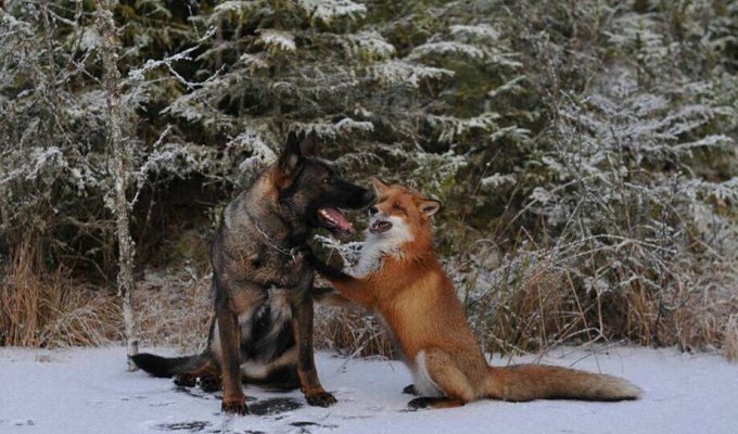 Удивительная дружба лисенка и собаки (4 фото + 1 видео)