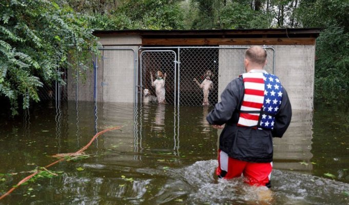 Волонтер спас собак, которые чуть не погибли от наводнения после урагана «Флоренс» (3 фото + 1 видео)