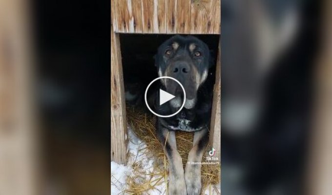 Рейдерский захват будки: коты оккупировали сторожевого пса