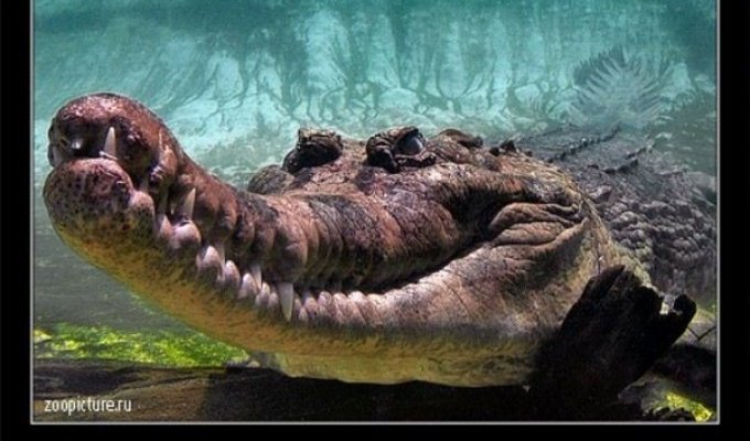 Крокодилы и факты (24 фото)