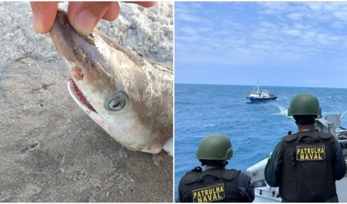 Cocaine sharks caught in Brazil (3 photos + 1 video)