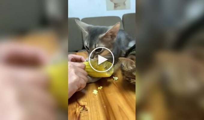 Маленький и наглый любитель кукурузы