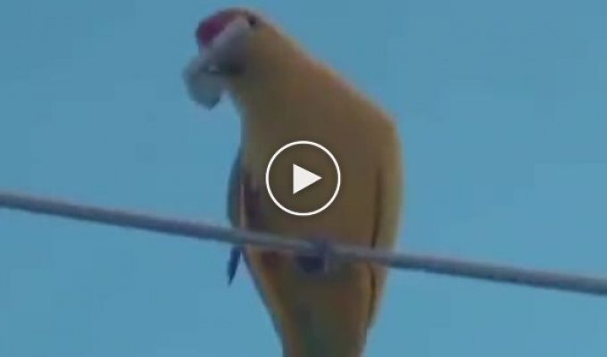 Наглый и смелый попугай