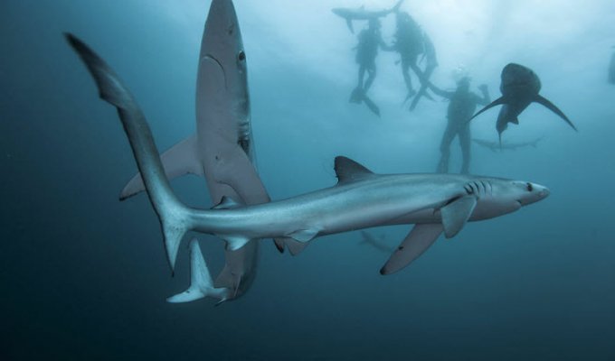 Суровые будни охотников на акул. Кейптаун (12 фото)