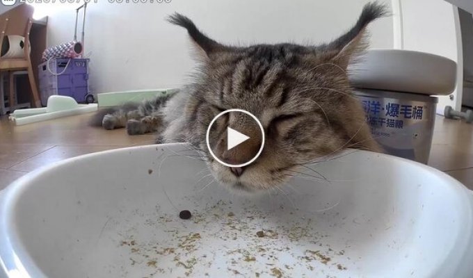 Cat sleeps next to an automatic feeder