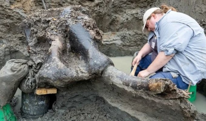 В Айове найден череп мастодонта возрастом 13600 лет (7 фото + 1 видео)