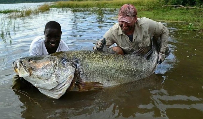 Nile perch: how huge fish broke the great African Lake Victoria (9 photos)