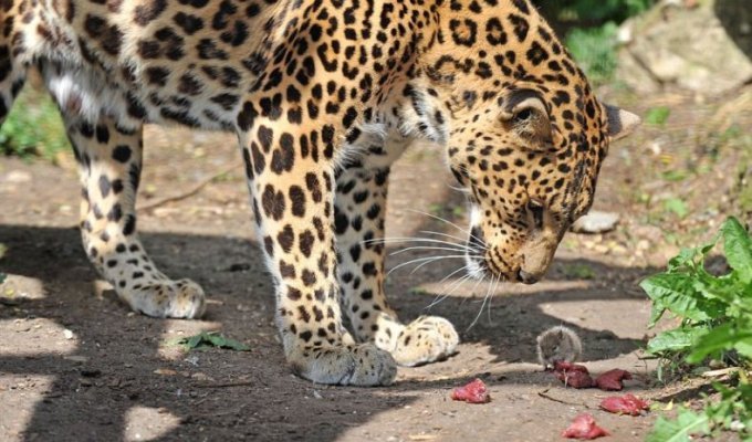 Обокрал леопарда (3 фото)