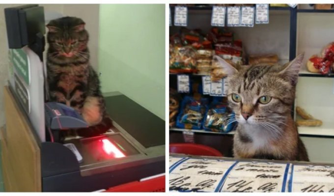 23 cats who mastered the profession of a cashier and are doing an excellent job (24 photos)