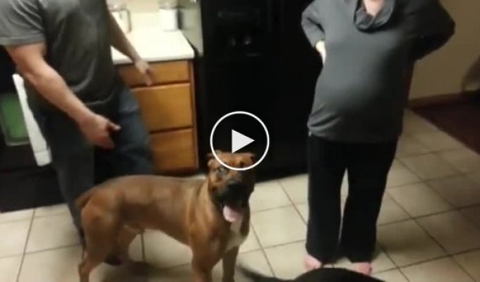 Собака защищает свою беременную хозяйку