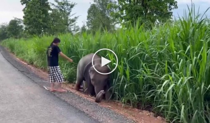 Девушка спасла слоненка и получила благодарность