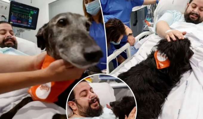 Therapy dogs work in one of the hospitals in Barcelona (5 photos)