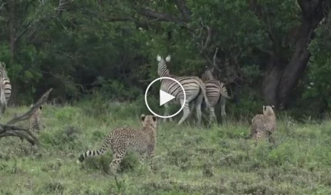 Cheetahs chose prey that was too tough for them
