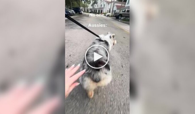 A basketball dog on a walk