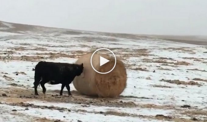 Коровы перекатывают сено весом в 500 кг