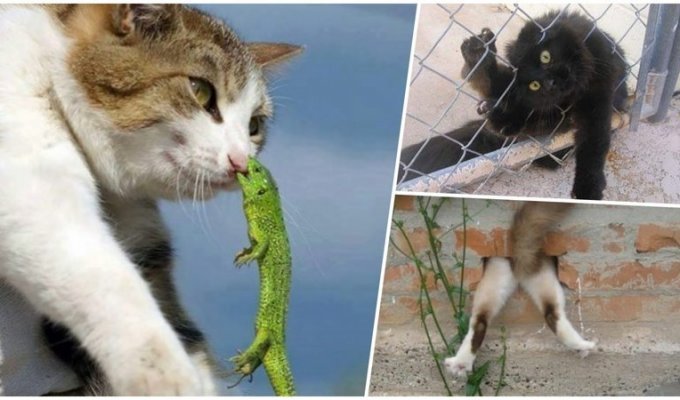 25 котиков, у которых серьёзные проблемы (26 фото)