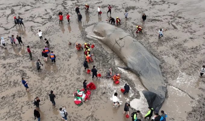 How do they save a beached whale? A complex operation involving hundreds of hands (8 photos)