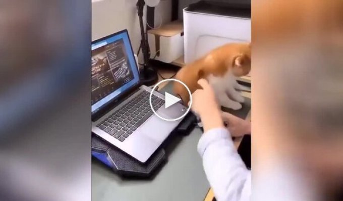 Cat tries to rid owner of digital addiction