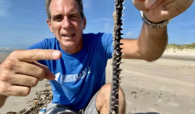 Worst nightmare: a sea creature that stings like fire occupies the beaches of Texas (3 photos + 1 video)