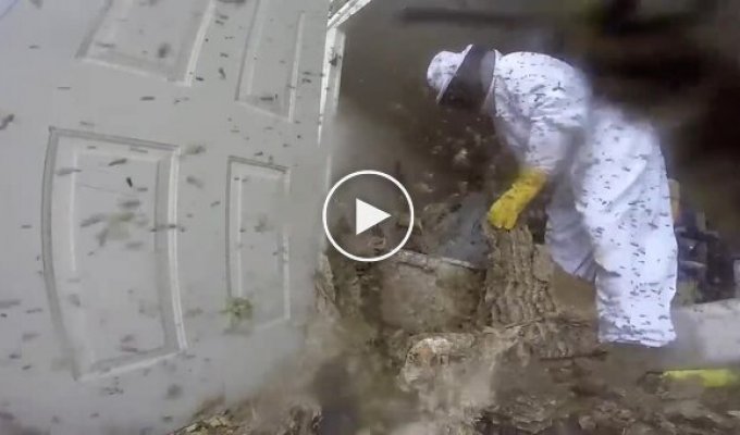 A huge nest and a whole cloud of wasps: cleaning promised to be difficult.