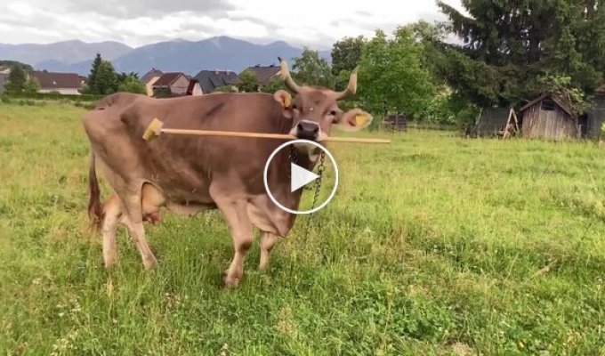 Корова сама чешет себя щеткой