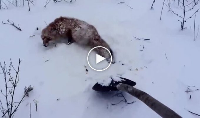Snow trap. A man helped a fox whose tail was frozen in the snow