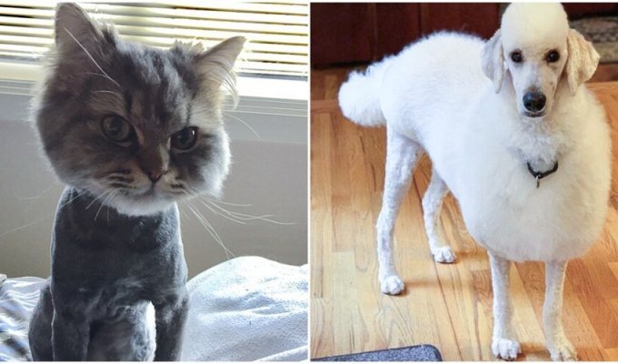 Grooming failed: 30 animals that are not very well trimmed (31 photos)