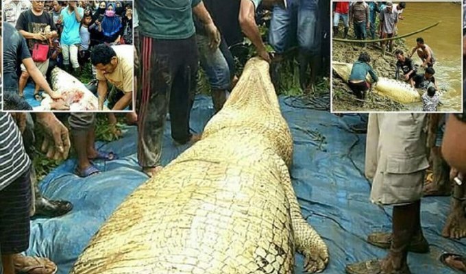 В Индонезии крокодил-людоед сожрал рабочего с плантации (4 фото)