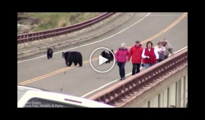 Медведица прогнала туристов