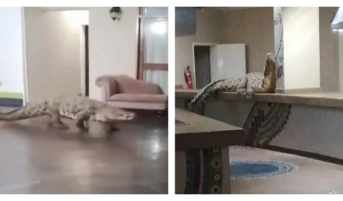 Crocodile visited a hotel restaurant in Africa (3 photos)
