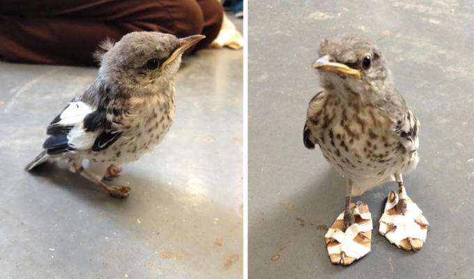 Больной птичке сделали мини-снегоступы, чтобы исправить дефект лапок (4 фото)