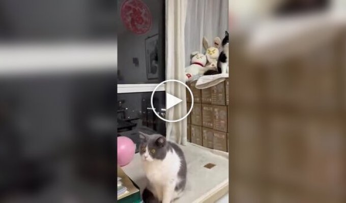 Кошка в шоке от нейросетевого видео