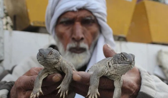 The melted lizard is the main friend of the Pakistani (6 photos)