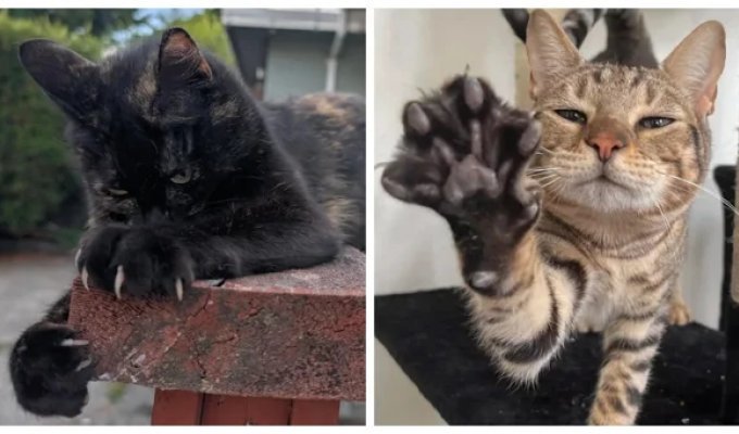 30 photos of extended claws that will melt your heart (31 photos)