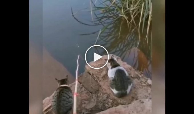 Кошки ждут долгожданный улов