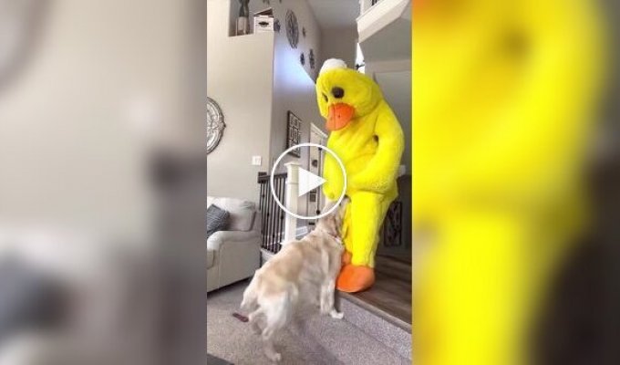 A dog who really loves ducks