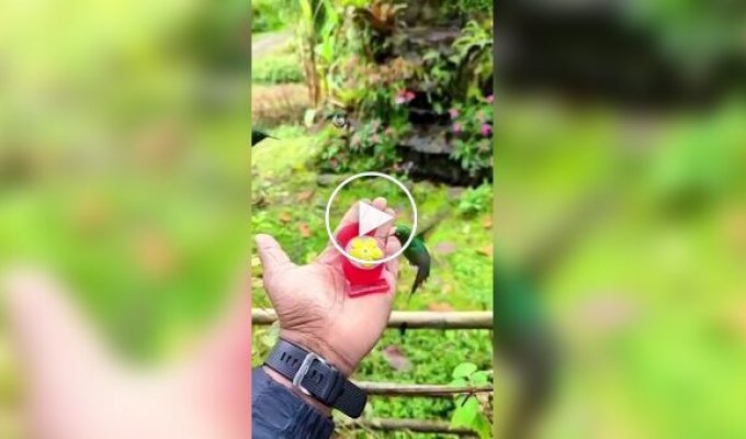 Редкий вид колибри из Перу