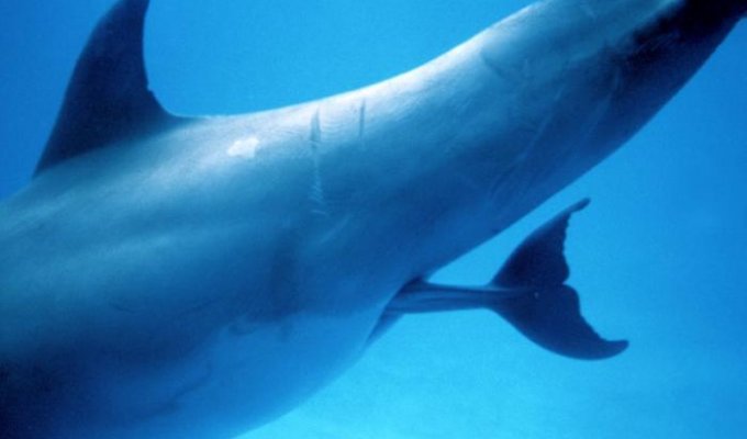 Рождение дельфина (3 фото)