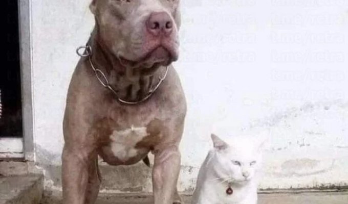 Attention, a pit bull cat (3 photos + video)