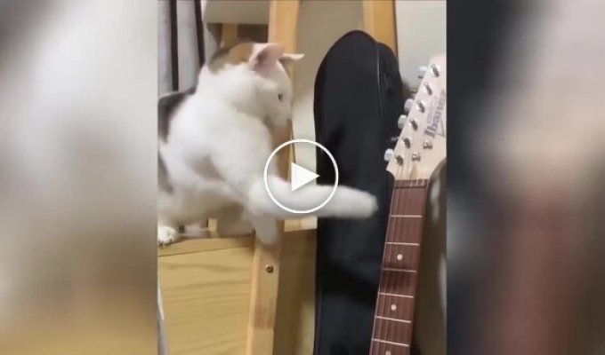 Попытка кота сразиться с гитарой