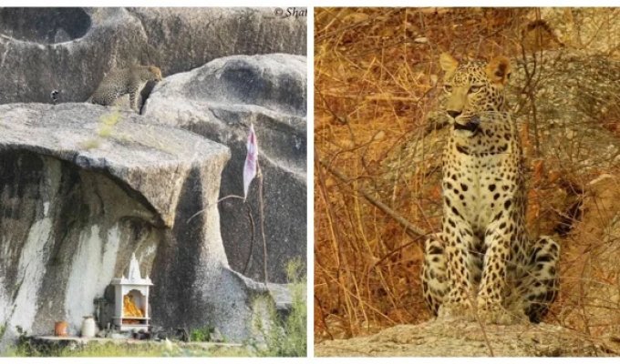 Bera - an Indian village where people and leopards live side by side (7 photos + 1 video)