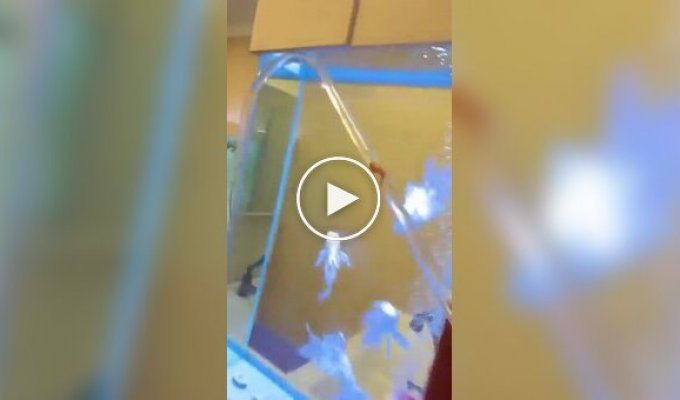 Аквариумная кругосветка: как домашняя золотая рыбка обрела собственный аквапарк прямо в гостиной (фото + видео)