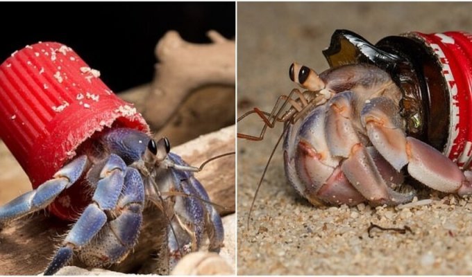 Hermit crabs are increasingly using garbage as a “house” (7 photos + 1 video)