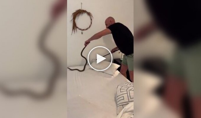 A moment before the tragedy: a deadly snake in the bedroom scared the owners of the house