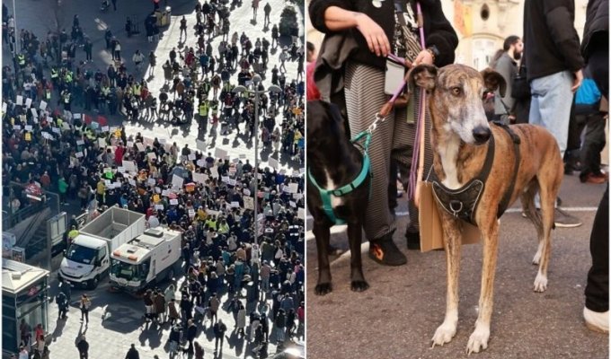 По Мадриду прошлись тысячи людей, требуя защитить собак от жестокого обращения (14 фото)