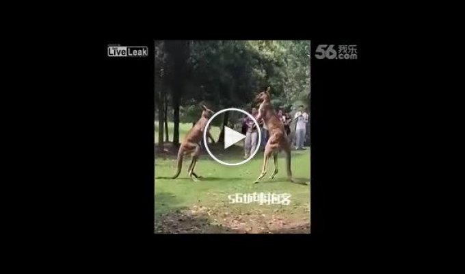 Мужчина пытается разнять двух кенгуру