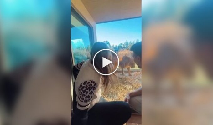 Отель в Австралии, где постояльцы живут бок о бок с дикими животными