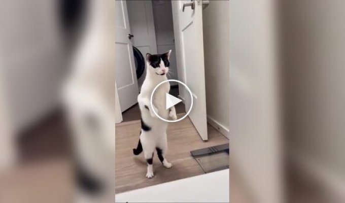 Коты, которые очень сильно переживают за своих хозяев в ванной
