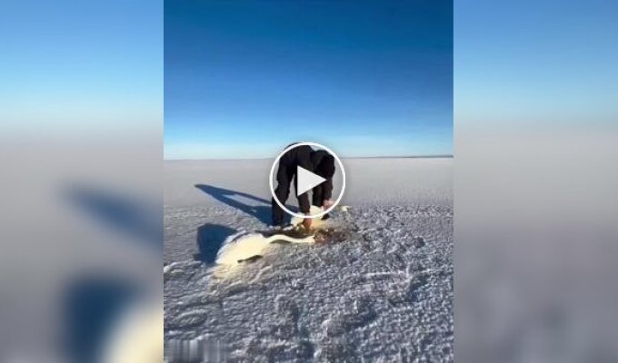 В Казахстане мужчина спас влюбленную пару лебедей от смерти в замерзшем озере